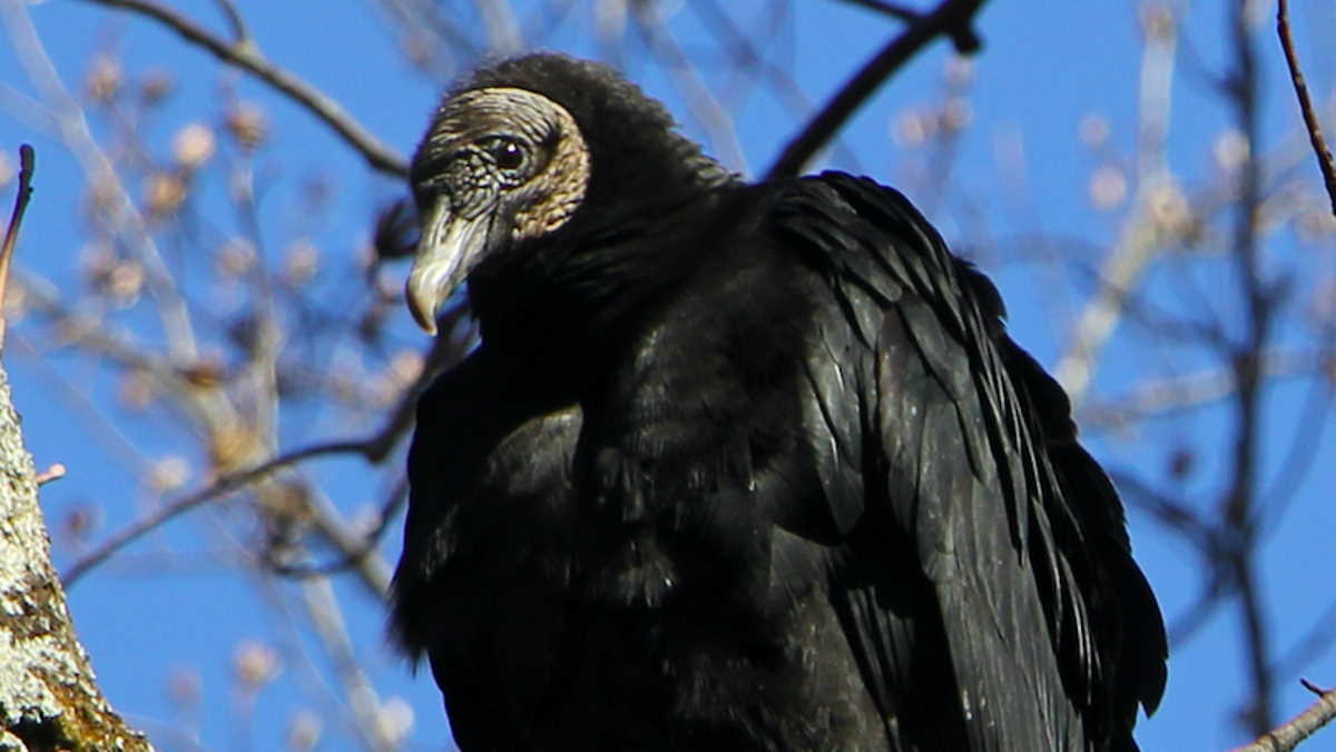 Virginia launches Black Vulture depredation permit pilot program to