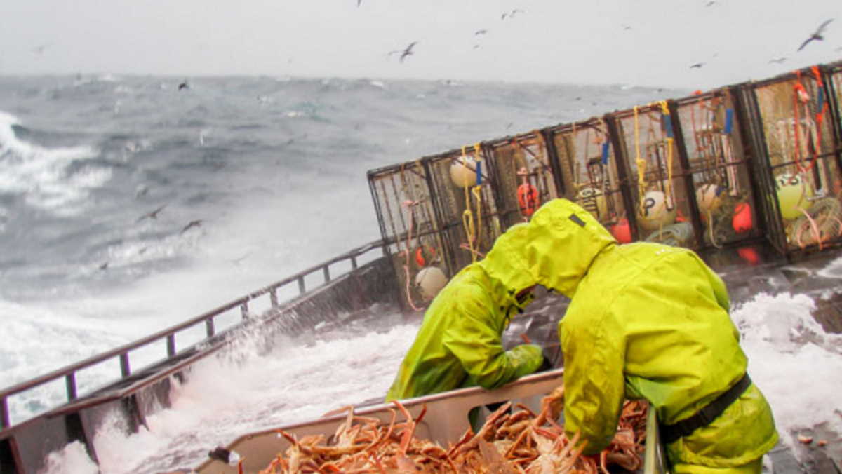 One billion snow crabs in Alaska disappeared, season cancelled first