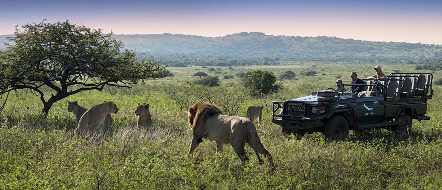 South Africa Safari Adventure Private Game Reserves & Cape Town Zicasso