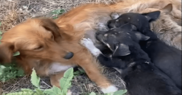 Will A Dog Kill Her Puppies