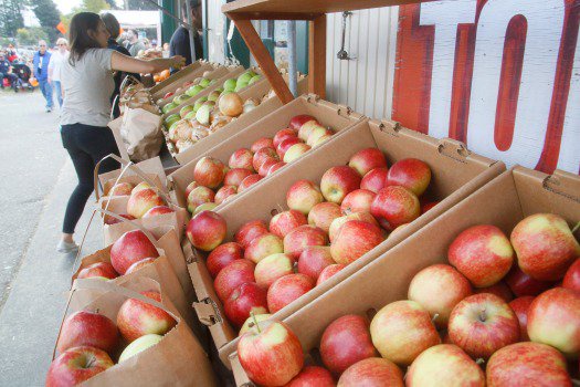 Fortuna Apple Harvest Festival 2023 Fortuna Apple Harvest Festival Is Canceled In 2021 - Opera News