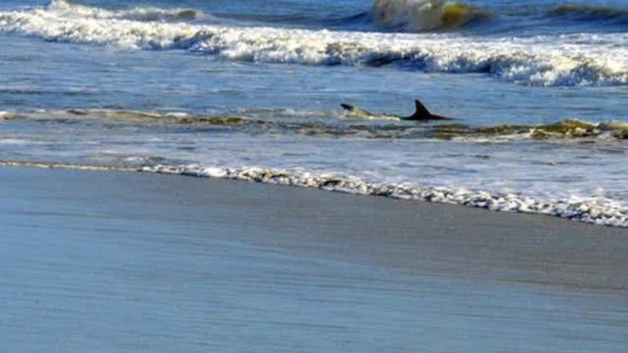 New Smyrna Beach Sharks 2023 First Shark Bite For 2022 Reported In New Smyrna Beach - Opera News