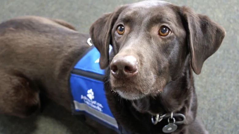 Service dog 'makes my life kind of back to normal,' says veteran