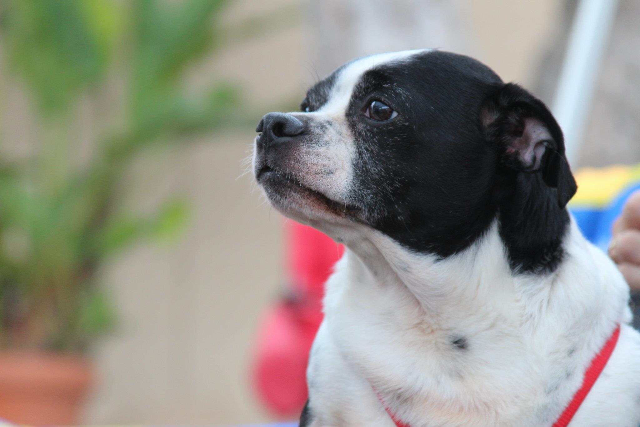 About Us Chihuahua Rescue of San Diego County