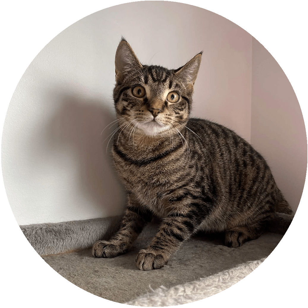 Rescue Cats Safe Haven ADOPT Rescue Cats Safe Haven