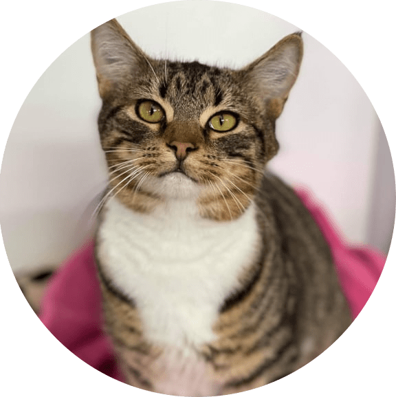 Rescue Cats Safe Haven ADOPT Rescue Cats Safe Haven