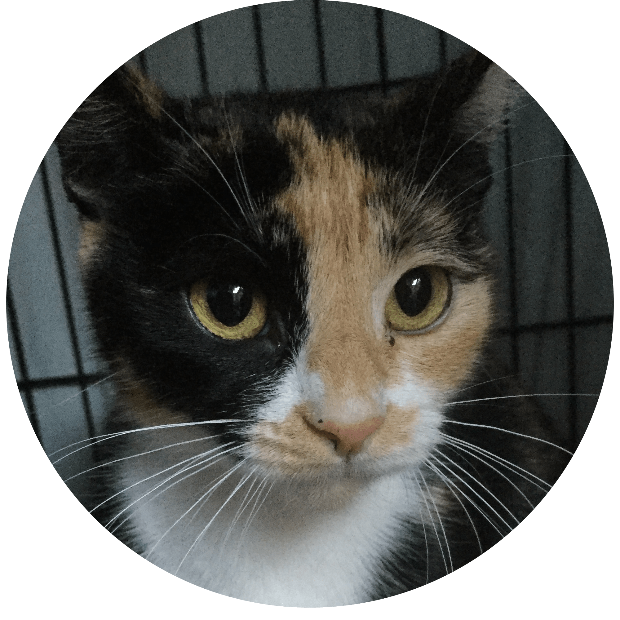 Rescue Cats Safe Haven WE VE FOUND HOMES Rescue Cats Safe Haven