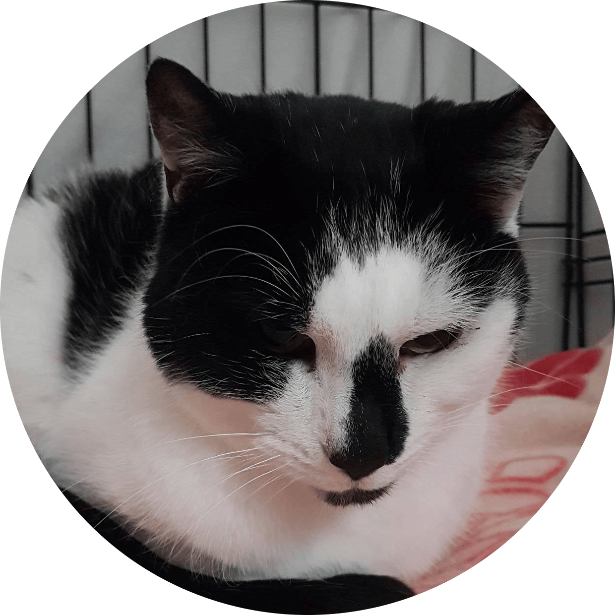 Rescue Cats Safe Haven WE VE FOUND HOMES Rescue Cats Safe Haven