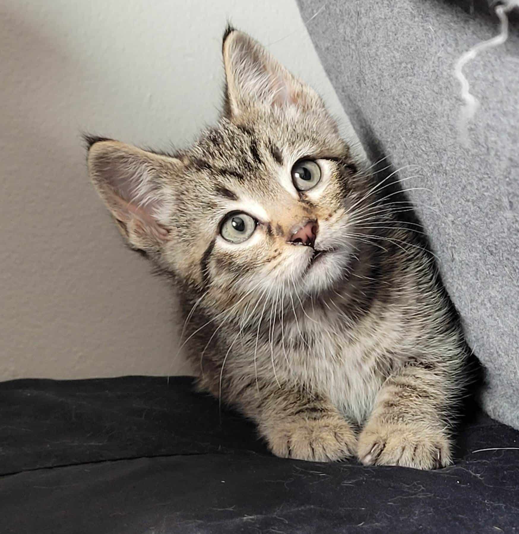 Boots Rescue Friends