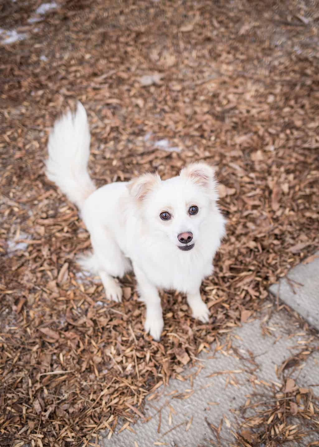 Snowflake Rescue Friends