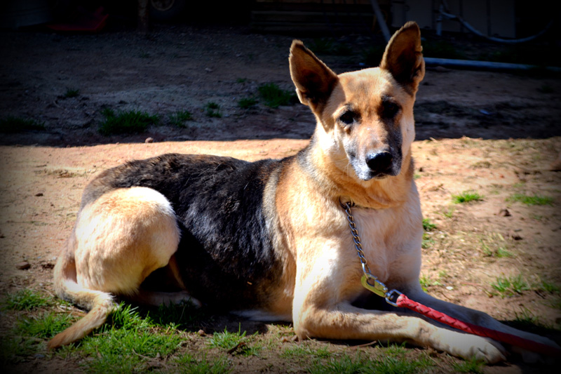 Rescue K911 is an animal shelter located in Camp Hill, AL.