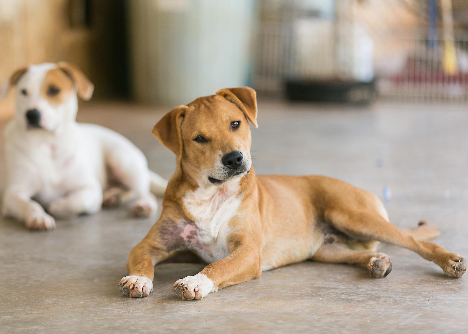 Rescue K911 is an animal shelter located in Camp Hill, AL.