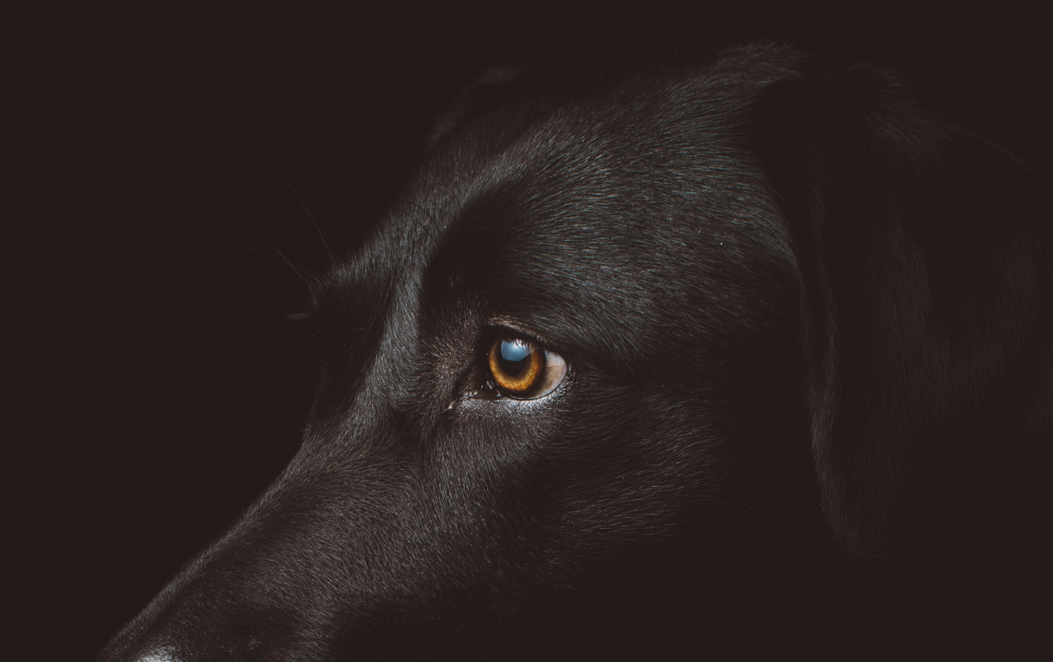 Rescue K911 is an animal shelter located in Camp Hill, AL.