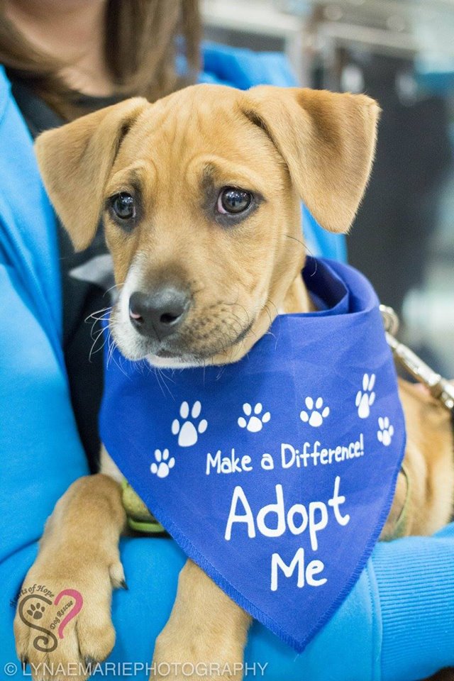 dog1 Hearts of Hope Dog Rescue