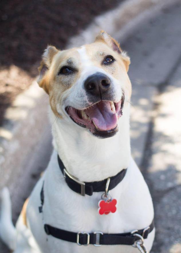 dog2 Hearts of Hope Dog Rescue