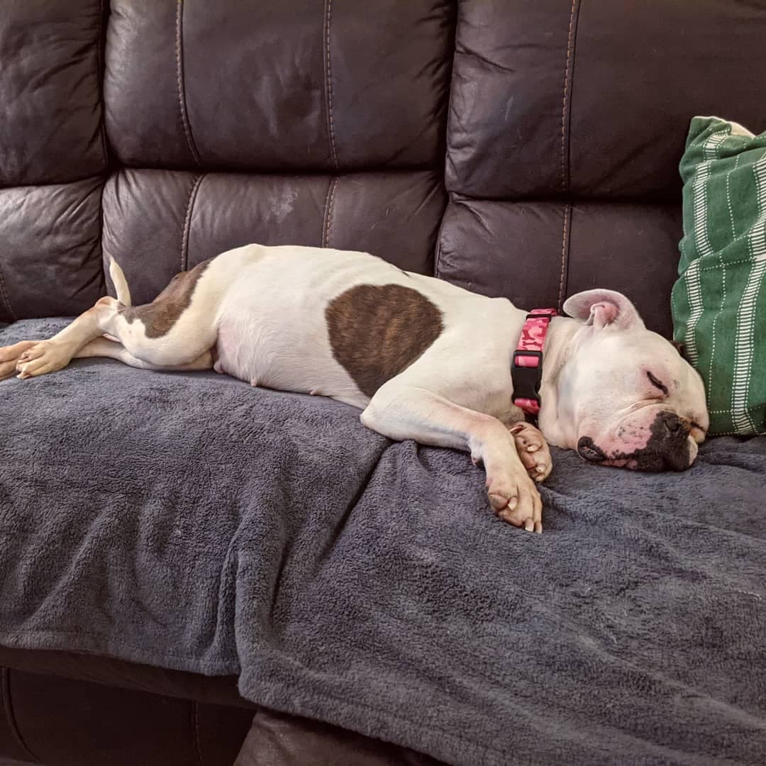 Hospice Hearts of Hope Dog Rescue