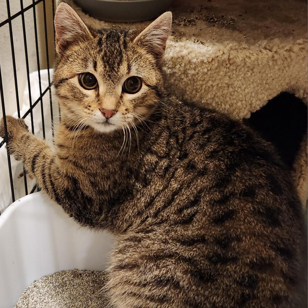 Rescue One Cats From Stray to Stay