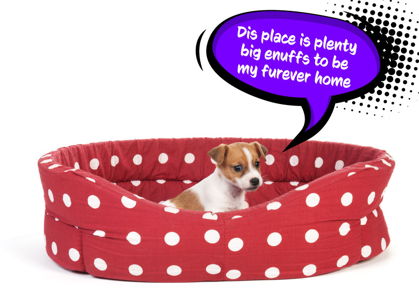 Best Dogs For Apartments Top 10 Breeds That Do Well In Small Spaces