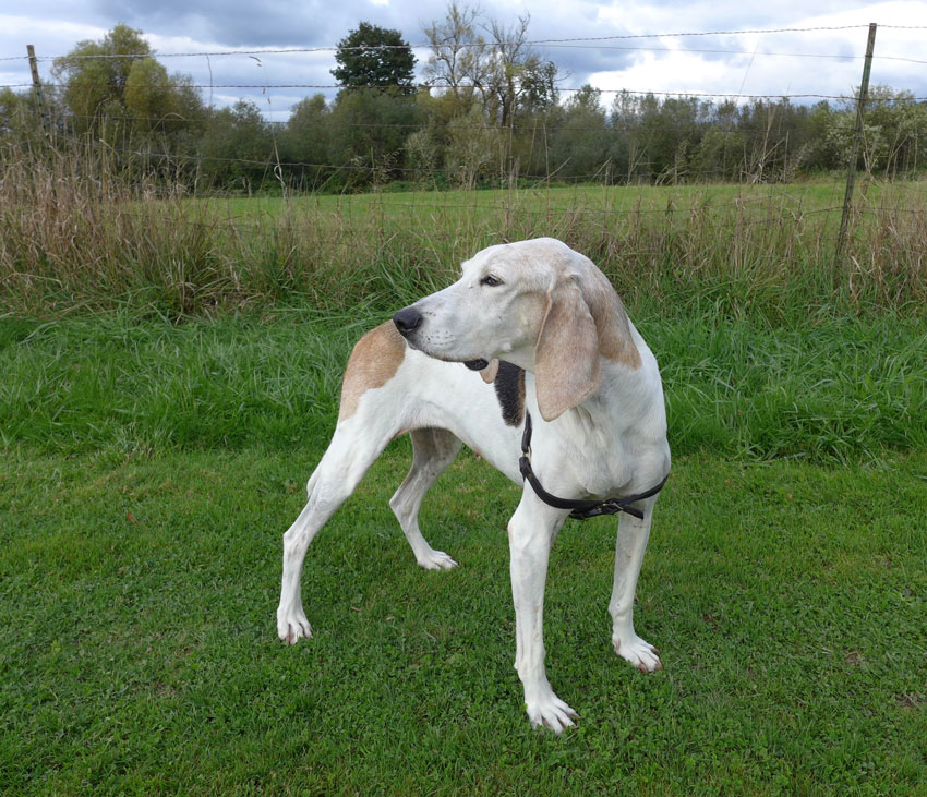 Treeing Walker Coonhound Dog Breed Info And Characteristics