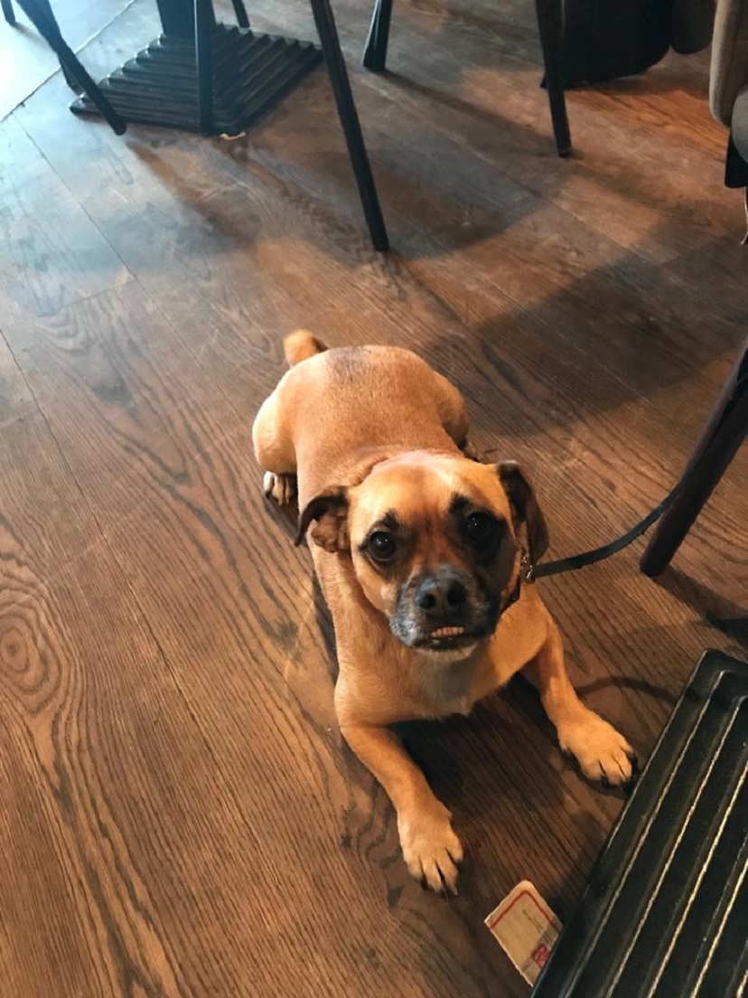 Dogfriendly pubs in Glasgow Dish Cult