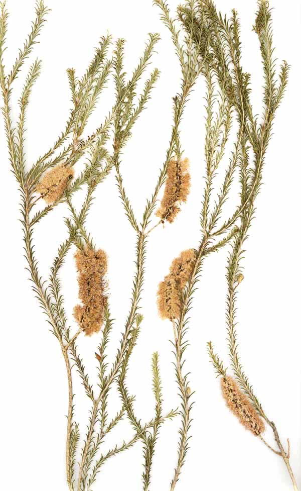 Plant Bug Biodiversity Inventory