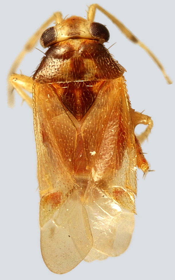 Plant Bug Biodiversity Inventory