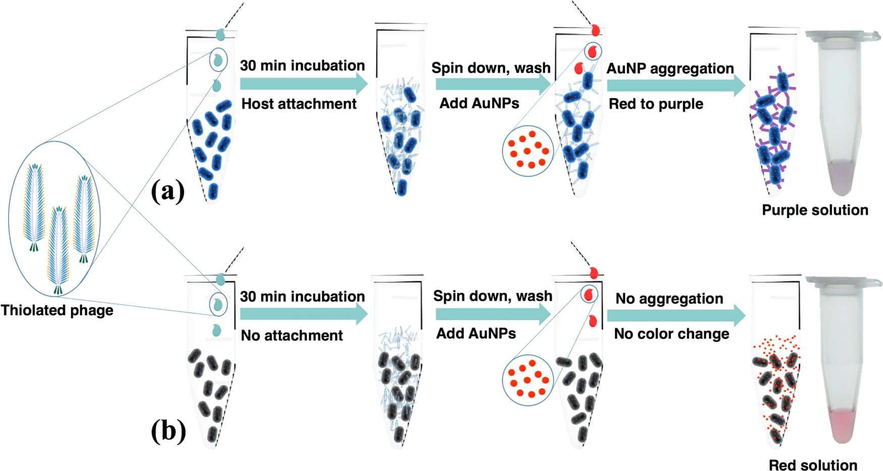 Rapid bacterial detection and antibiotic susceptibility Chen Lab biomolecular design and