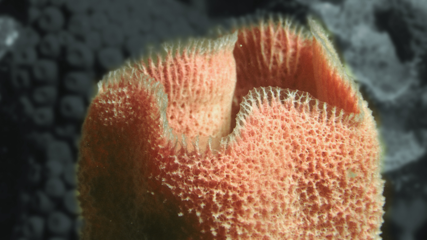 Who Lived in the First Pineapple Under the Sea? Research2Reality