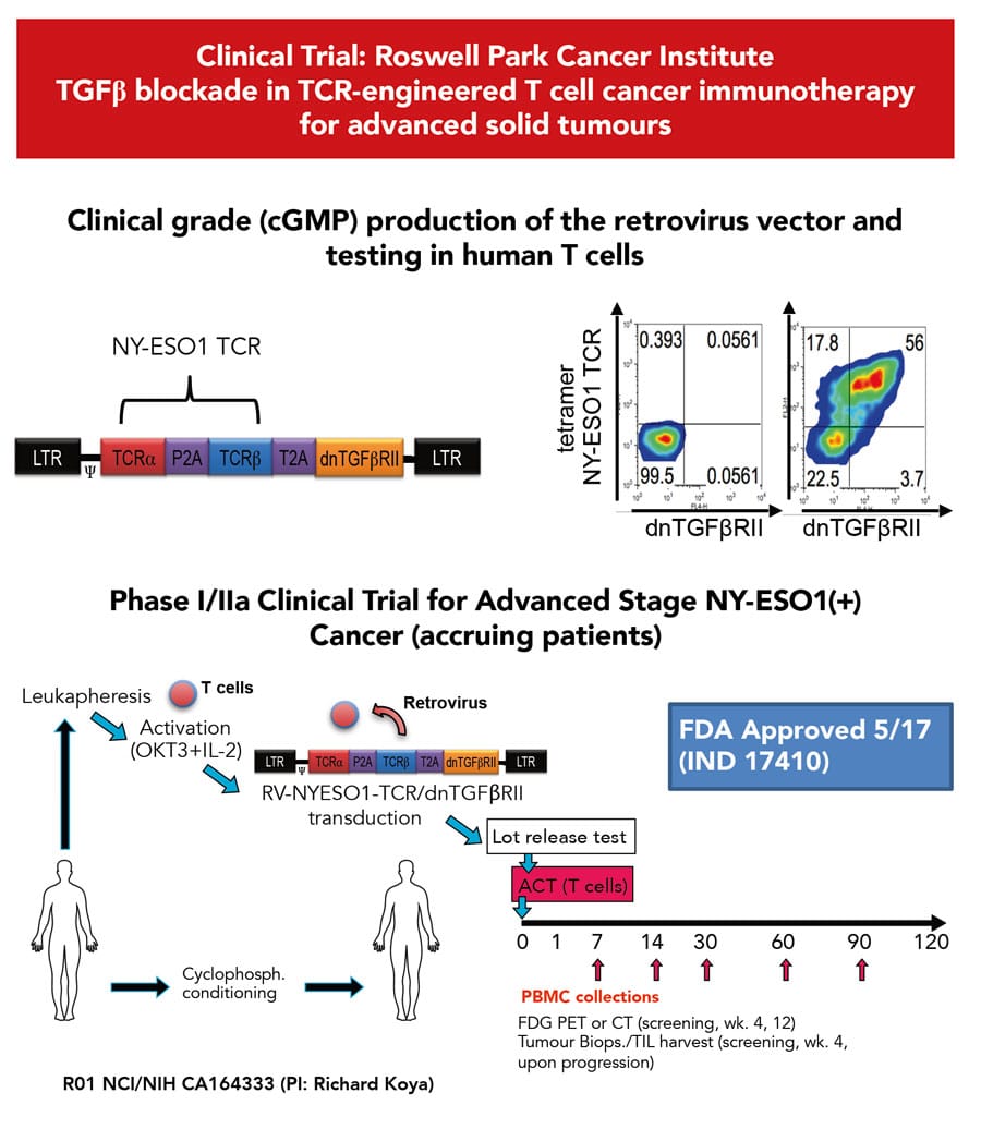 Reprogramming the immune system for personalised