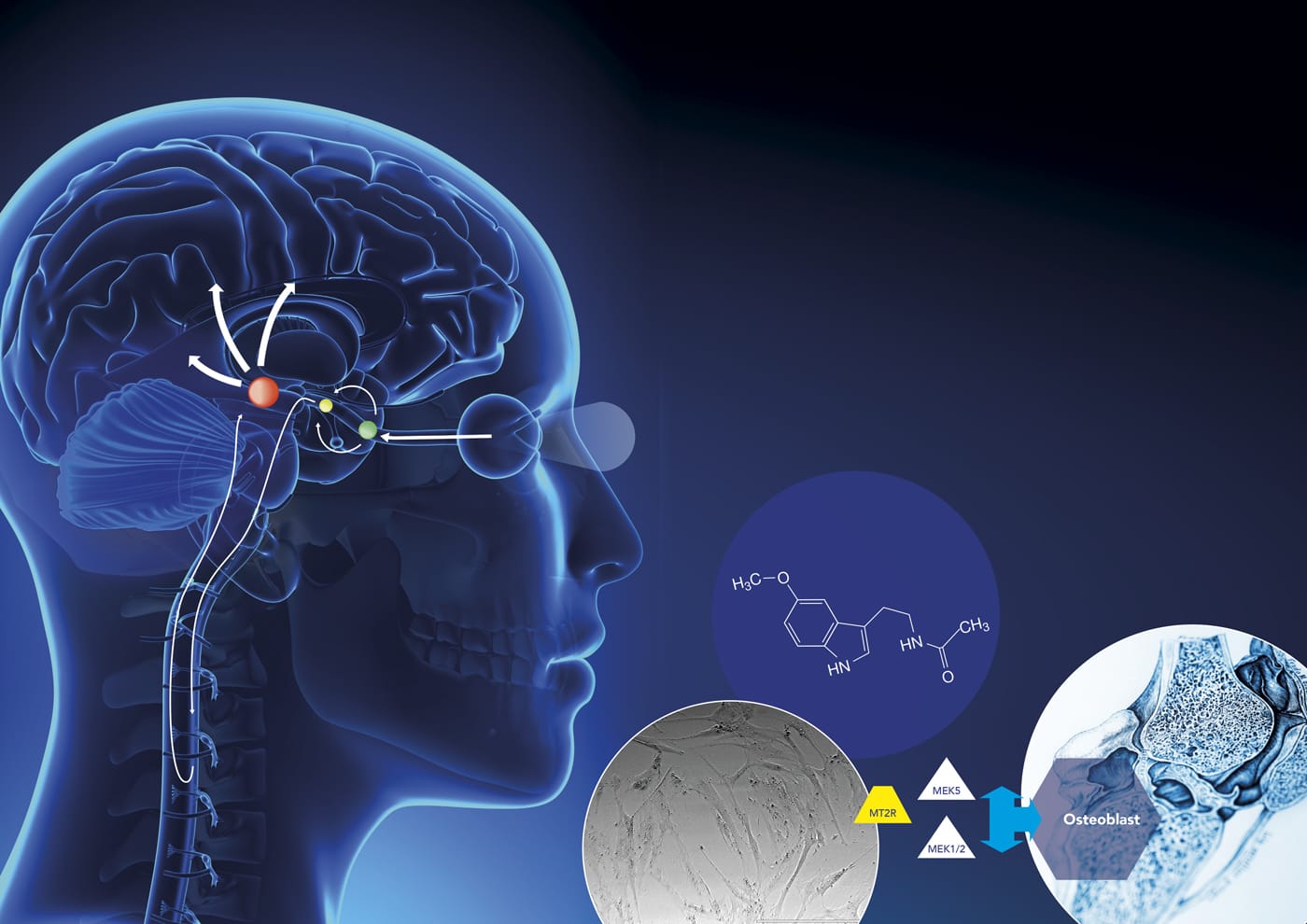 Beyond sleep exploring the ways in which melatonin communicates with cells