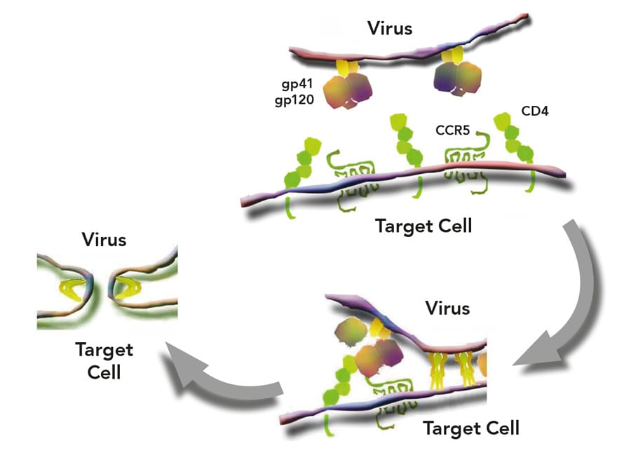 How do viruses invade and exploit healthy cells?