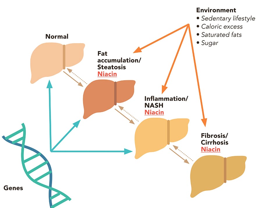 Highdose Niacin is a promising treatment for NonAlcoholic Fatty Liver Disease