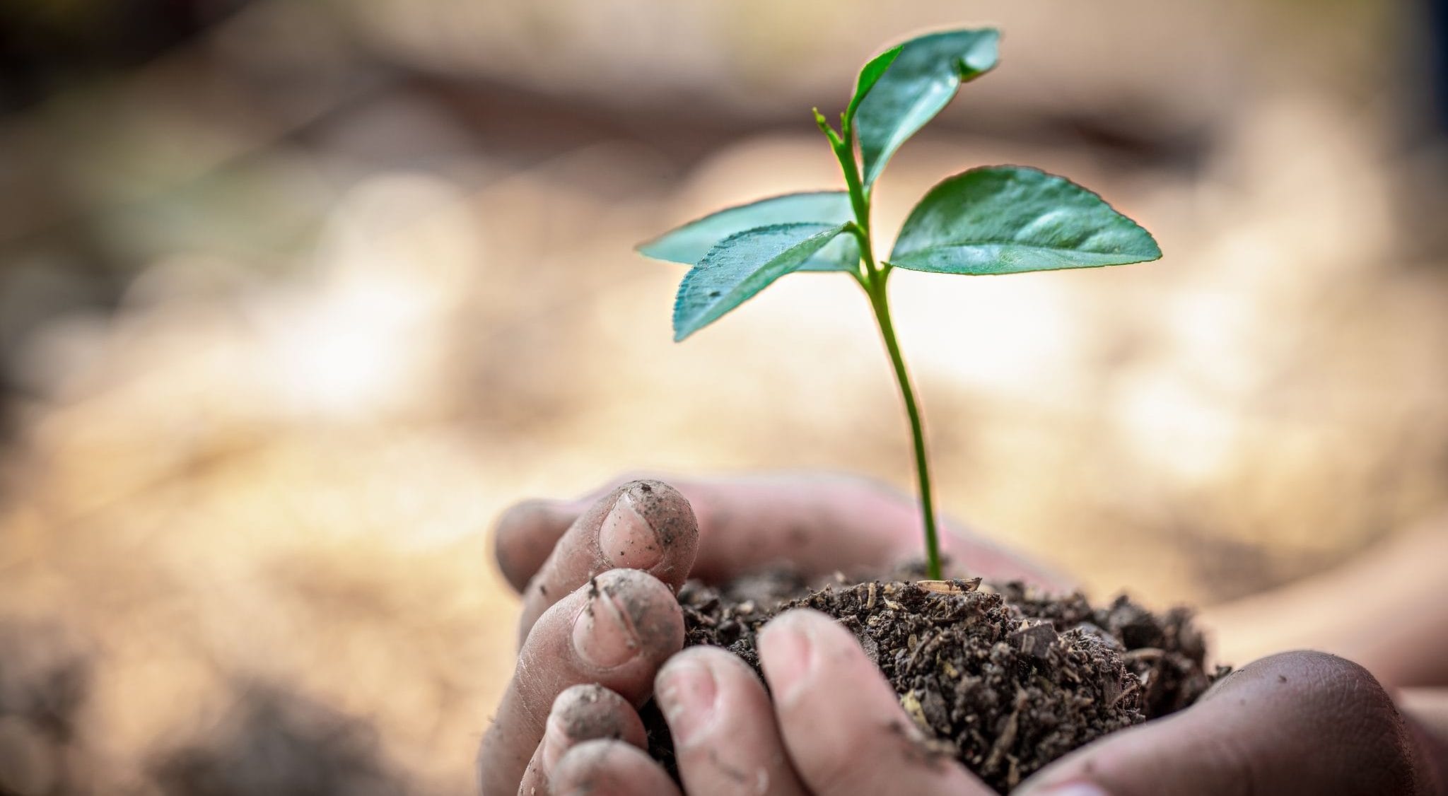 SOS Dig into World Soil Day 2022 and save our soils!