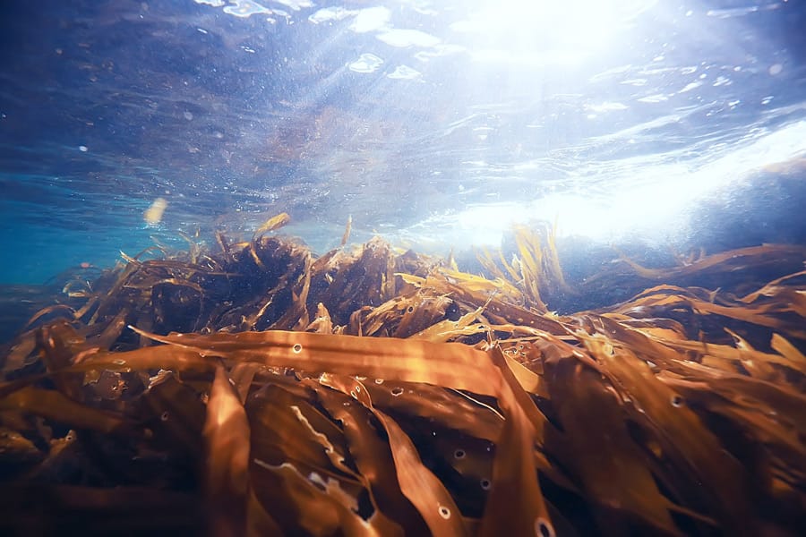 Harnessing the power of seaweed to improve gut health