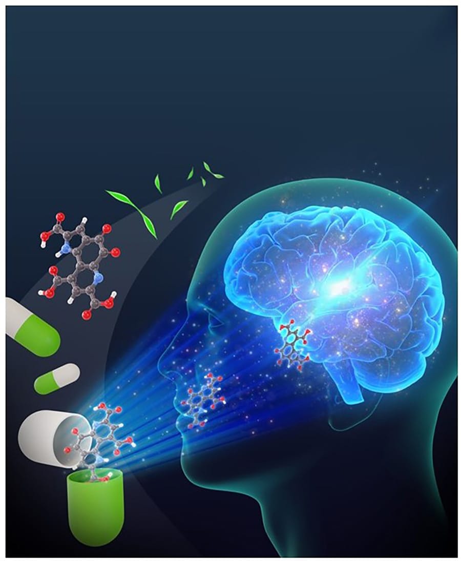 PQQ boosts brain function in older and younger generations