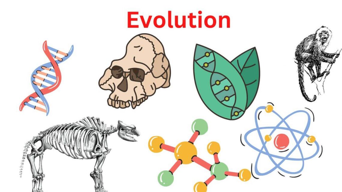 Evolution Definition, Types and Example Research Method