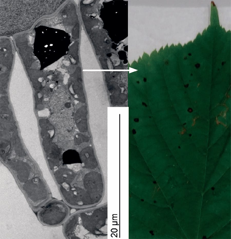 Deicing salt contamination of trees in urban environments Research