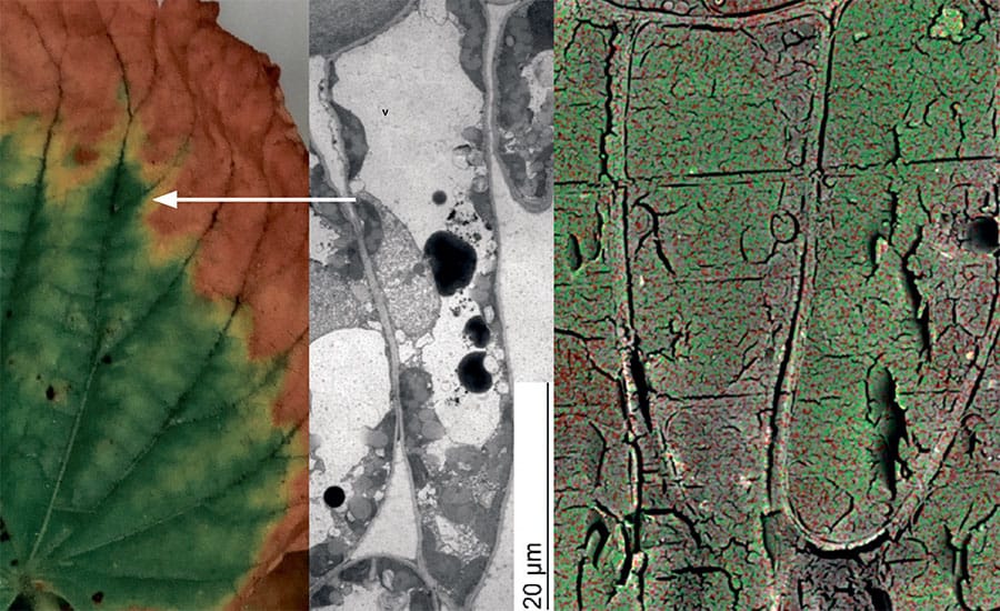 Deicing salt contamination of trees in urban environments Research