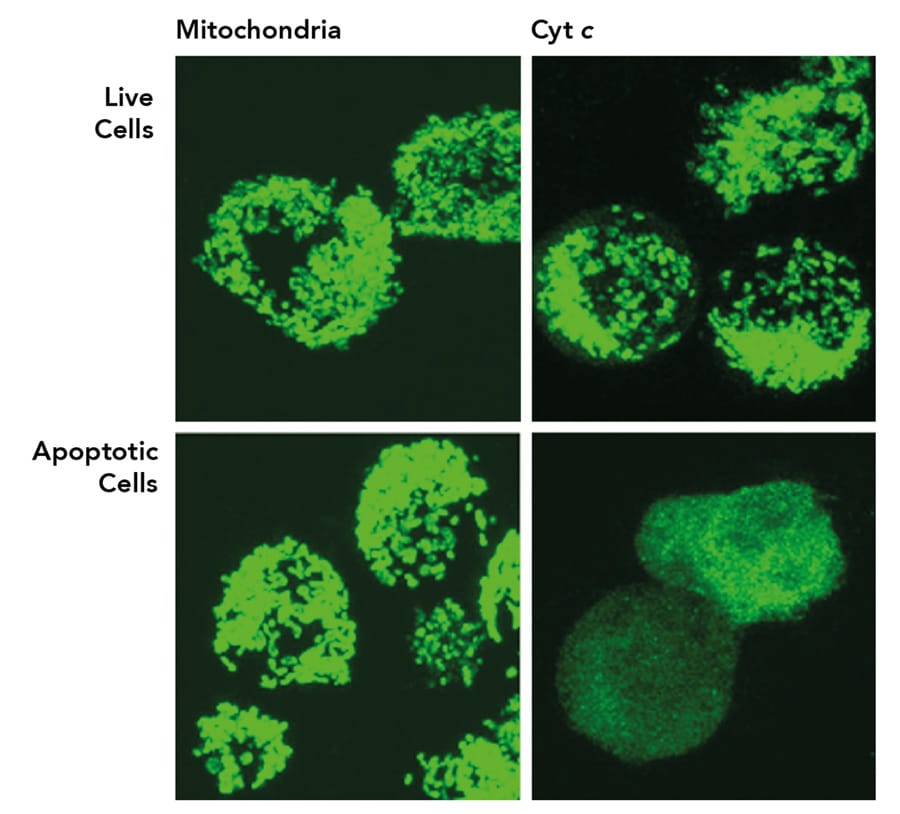 Deeper insights into cell death and survival Research Outreach