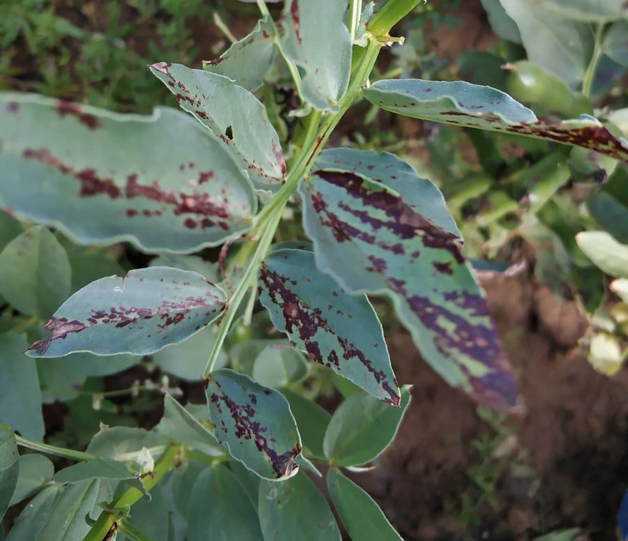Blotches and spots Understanding blemishes of faba bean