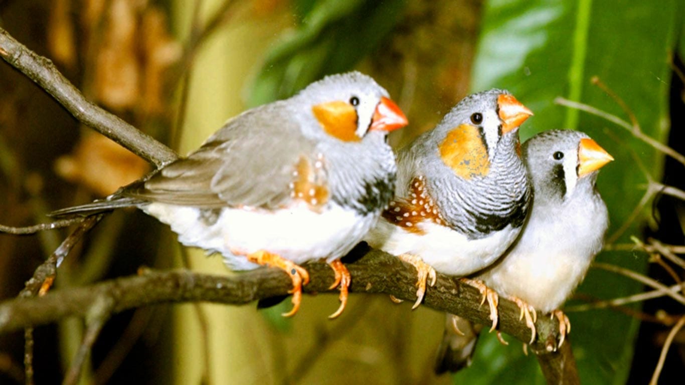 How do zebra finches learn to talk? ResearchPod