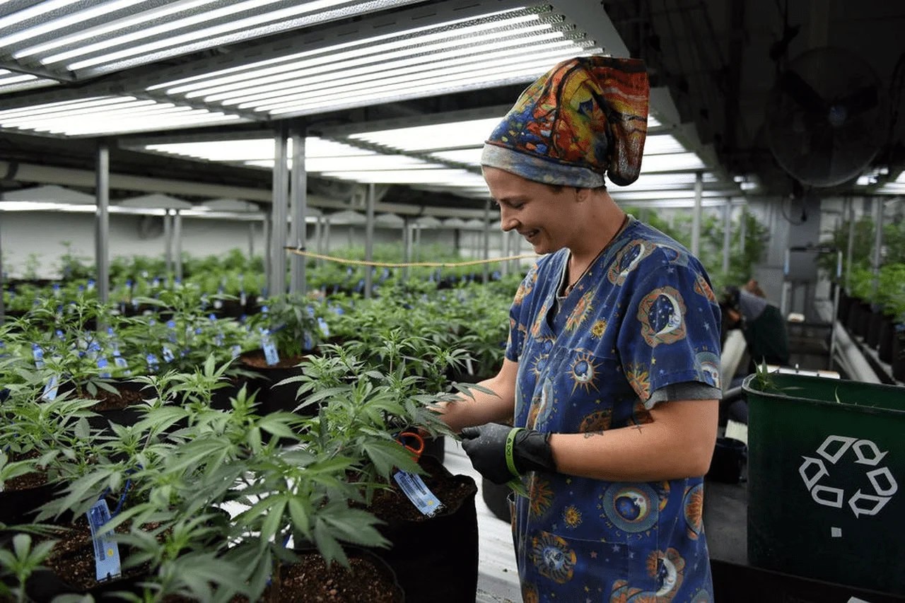 How to Start a Marijuana Business Top Tips Research Snipers