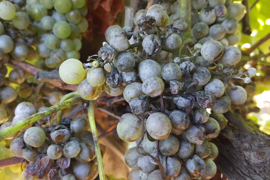 Field Trial Grape Powdery Mildew Management R&D Solutions