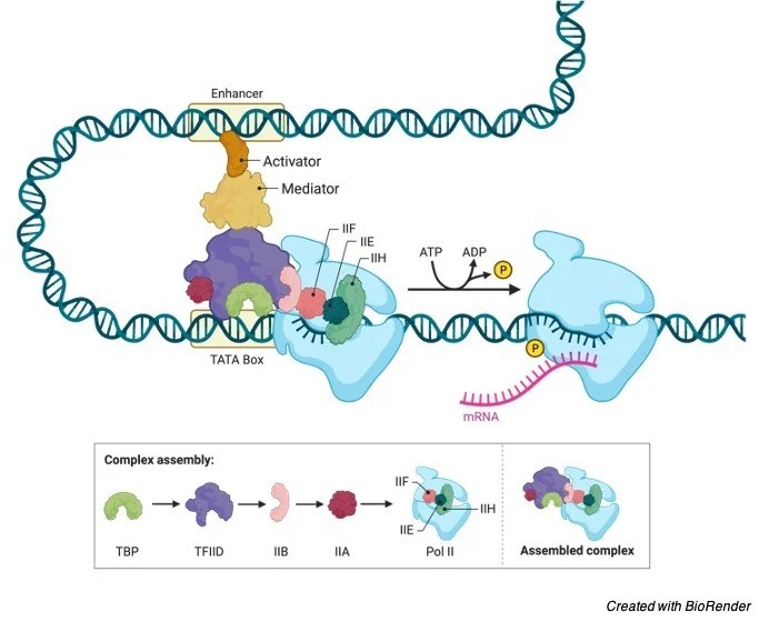 Gene Regulation Definition, Steps, and Examples