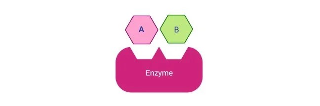 Induced Fit Model: Definition, Mechanism, and Examples