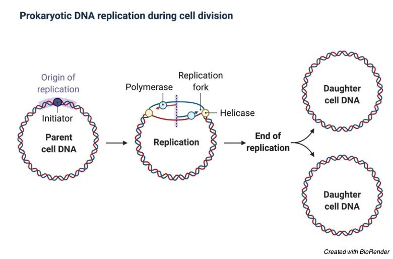 Origin of Replication Definition, Mechanism, and Diagram