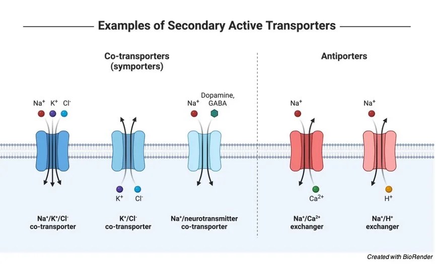 Membrane Transport Protein, Facilitated Diffusion, & Types