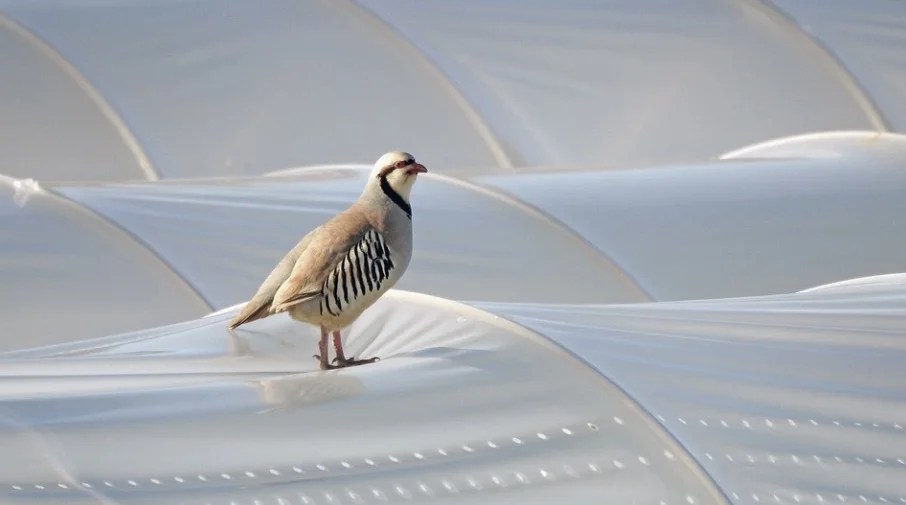 Chukar Description, Habitat, & Fun Facts I ResearchTweet