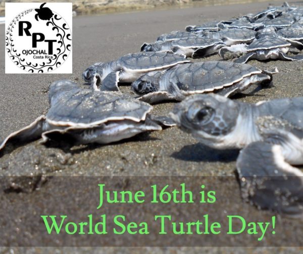 June 16th is World Sea Turtle Day Reserva Playa Tortuga