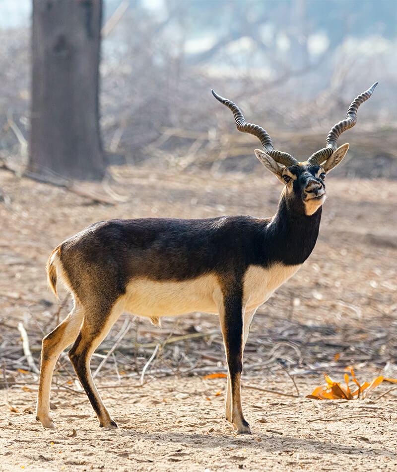 Blackbuck Trophy Blackbuck Antelope Hunting Texas
